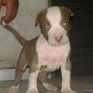 Pit Bull