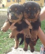 Fotos Similares: Lindos Filhotes de Rottweiler Disponíveis Pra Reserva 