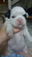 Vendo Filhotinhos Puros de Shih Tzu