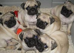 Filhote de Pug