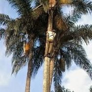 Poda de Arvore em Toda Grande São Paulo