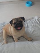 Venda Cachorro Pug Macho