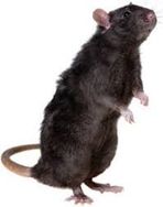 Dedetização de Ratos Acertpragas