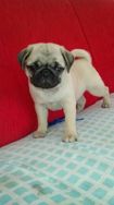 Pug com Pedigree