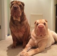 Fotos Similares: Sharpei Filhotes Graciosos 