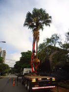 Fotos Similares: Poda/corte/limpeza e Manutenção de Arvores e Raízes 