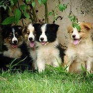 Filhotes de Border Collie