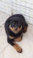 Rottweiler