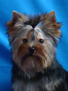 Lindos Filhotes de Yorkshire Terrier