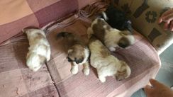 Fotos Similares: Lindos Filhotes de Lhasa Apso 