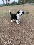 Filhotes de Border Collie à Venda.criação Veterinária