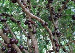 Mudas de Plantas Frutíferas Agro Mudas