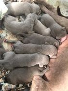 Exóticos Filhotes de Weimaraner à Venda.criação Veterinária