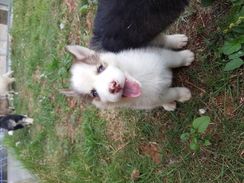 Husky Siberiano