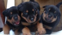 Filhote Rottweiler