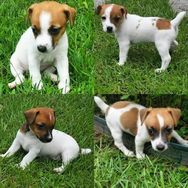 Filhotes de Jack Russel ótima Linhagem