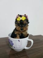 Filhotes a Pronta Entrega Yorkshire Terrier