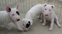 Fotos Similares: Filhotes Amorosos de Bull Terrier 