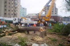 Fotos Similares: Remoção de Galhos e Arvores Jardineiro 