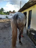 Cavalo para Vaquejada