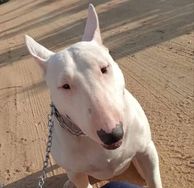 Bull Terrier