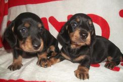 Dachshund Curto Preto e Canela