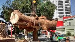 Poda, Corte e Limpeza Ambiental