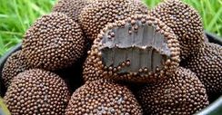 Brigasu o Verdadeiro Brigadeiro Gourmet