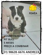 Venda de Filhote American Bully