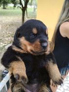 Filhotes de Rottweiler Excelente Linhagem Seropedica RJ