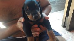 Vende SE Filhotes de Doberman