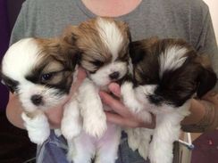 Lhasa Apso Filhotes