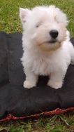 West Higland White Terrier