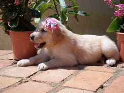 Golden Retriever Show Pedigree Canil Mantiqueira