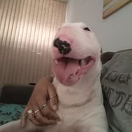 Bull Terrier Inglês Maravilhosos