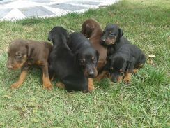 Doberman Filhotes Fofos