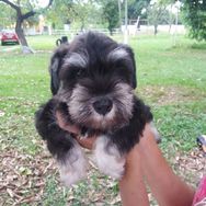 Fotos Similares: Filhotes de Shihtzu e Schnauzer Mini Seropedica RJ 