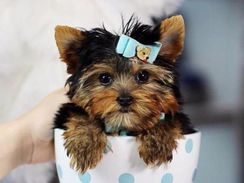 Disponiveis Filhotes de Yorkshire Terrier