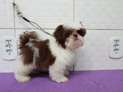 Filhotes de Shih Tzu Lindissimos