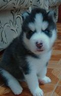 Filhote de Husky Siberiano