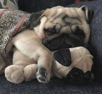 Fotos Similares: Vende-se Pugs 