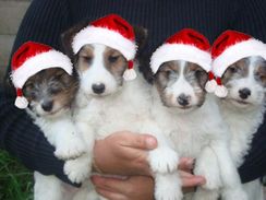 Fox Terrier Belos Filhotes