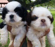 Lindos Shihtzu Todas as Cores