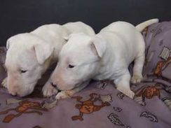 Bull Terrier Alegres e com Pedigree