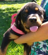 Rottweiler Filhotes RJ Canil Especializado na Raça Rottweiler