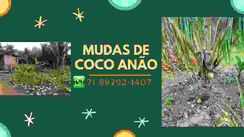 Mudas Coco Anão