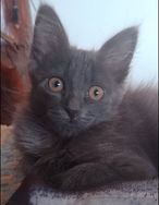 Chartreux Filhote Pedigree