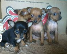 Filhotes de Pinscher ótima Linhagem