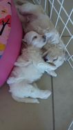 Coton de Tulear