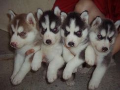 Filhotes de Husky Siberiano ótima Linhagem